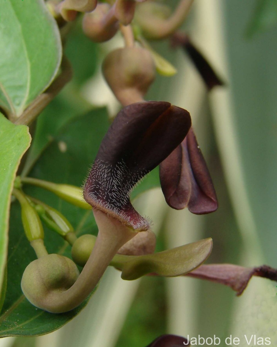 Aristolochia indica L.